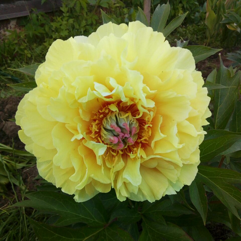 Бартзелла (Bartzella)