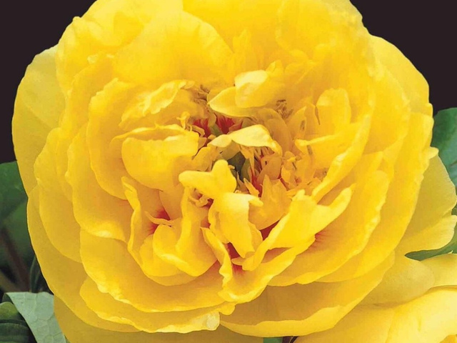 Йеллоу Краун (Yellow Crown)