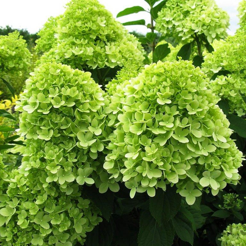 Мохито (Mojito)