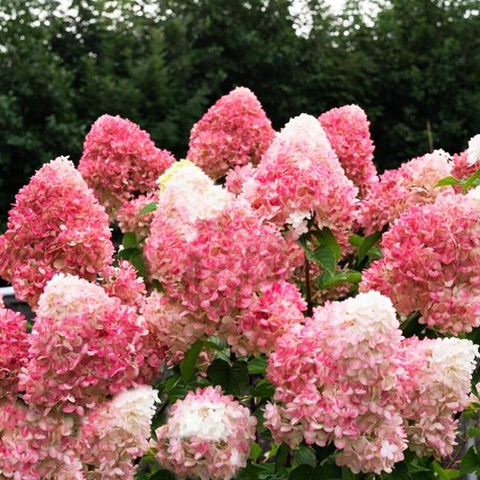 Пинк энд Роуз (Pink & Rose)