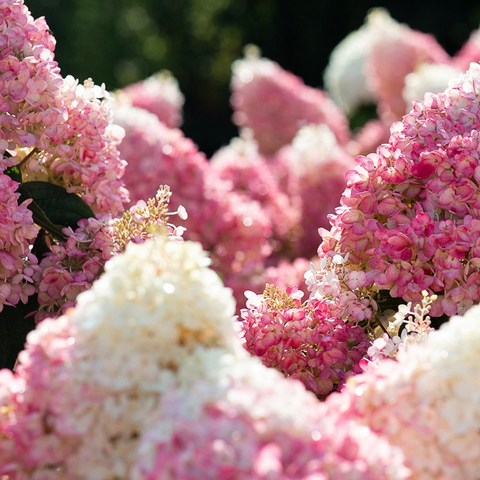 Строберри Блоссом (Strawberry Blossom)