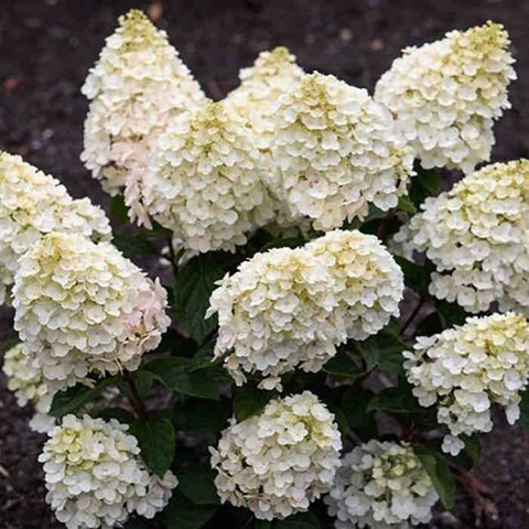 Литтл Блоссом (Little Blossom)